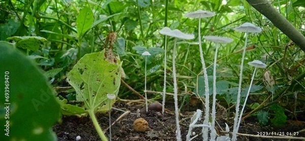 Obraz tree mushroom, mara kaalan