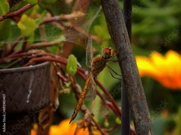 Fototapeta Libélula