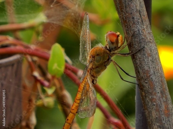 Fototapeta libélula