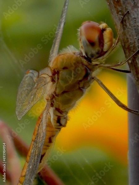 Fototapeta libélula