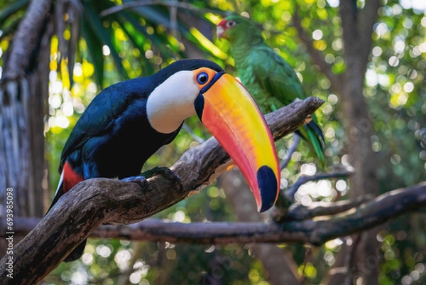 Fototapeta Toco Toucan bird (Ramphastos toco)