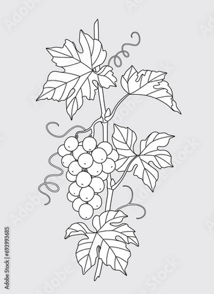 Fototapeta Outlined Grape Vine with Grapes Bunch.