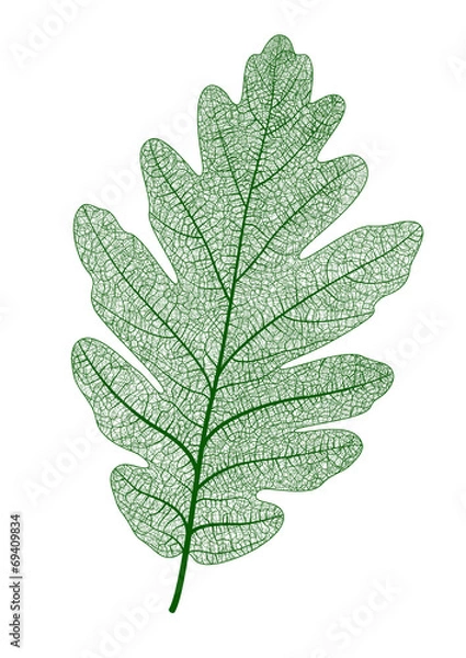 Obraz Vector oak leaf isolated.