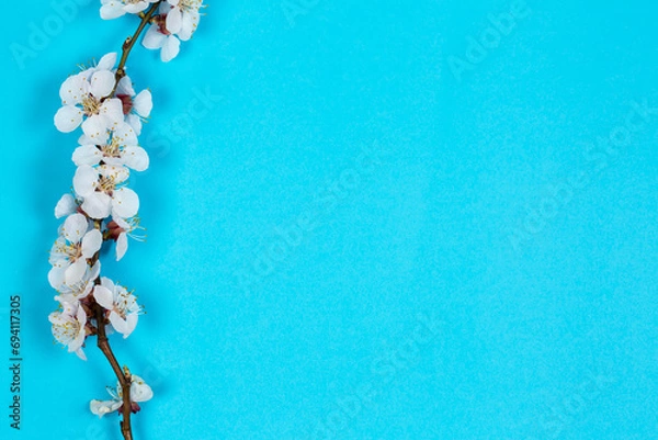 Obraz Blooming tree branch on a blue background, flowers on a tree branch