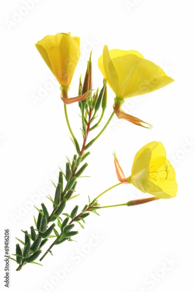 Obraz Nachtkerze (Oenothera)