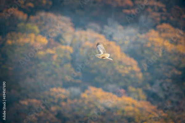 Obraz 北海道の10月、ノスリの渡り。