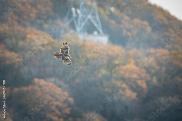 Obraz 北海道の10月、ノスリの渡り。