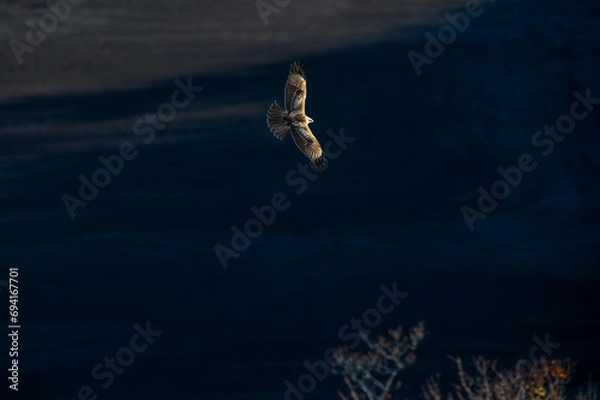 Obraz 北海道の10月、ノスリの渡り。