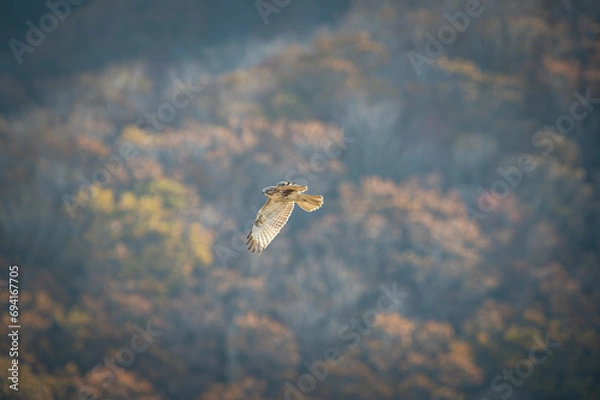 Obraz 北海道の10月、ノスリの渡り。
