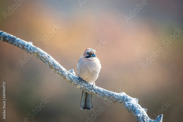 Obraz 北海道の10月、ミヤマカケスの秋。
