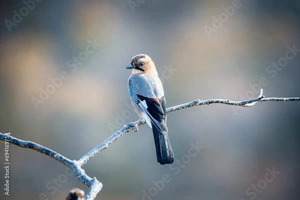 Obraz 北海道の10月、ミヤマカケスの秋。
