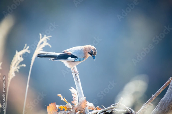 Obraz 北海道の10月、ミヤマカケスの秋。
