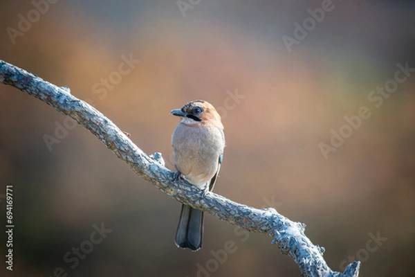 Obraz 北海道の10月、ミヤマカケスの秋。

