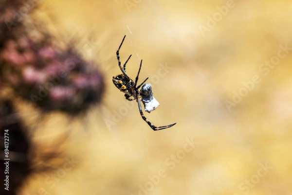 Fototapeta Deadly spider spinning web around captured insect.