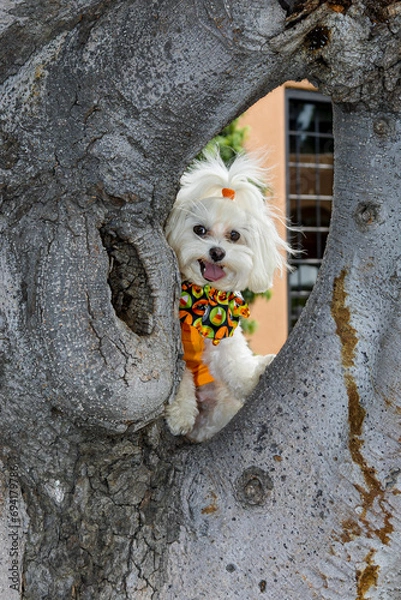 Fototapeta Happy Puppy in tree