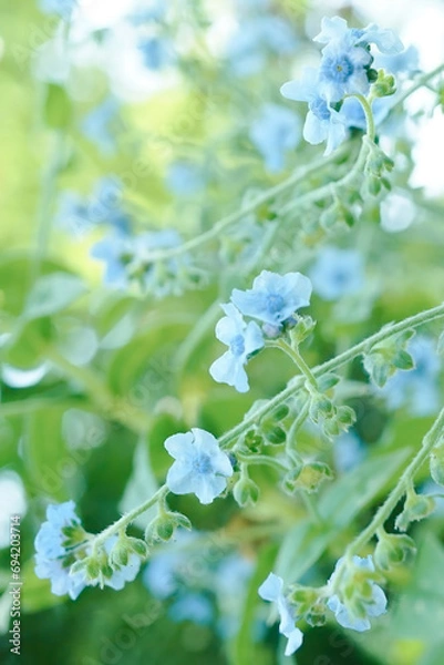 Obraz シノグロッサム