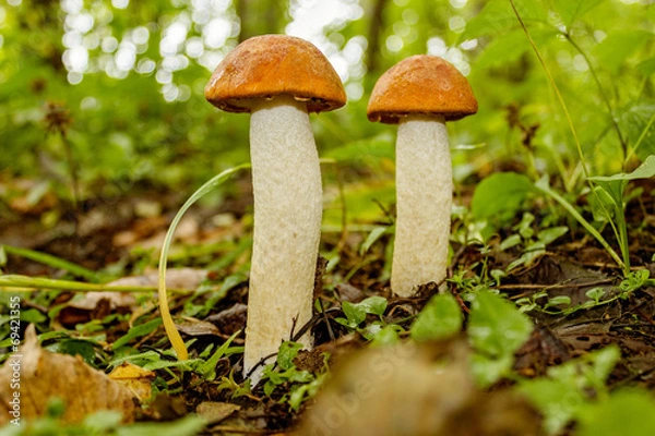 Obraz orange cap boletes