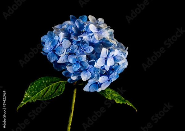 Fototapeta Hydrangea Ball