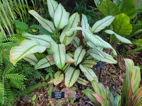 Fototapeta White star Calathea, or Goeppertia Majestica features striking soft light green leaves with bold, zebra-like stripes of light green. Its vibrant pattern and unique foliage great for indoors