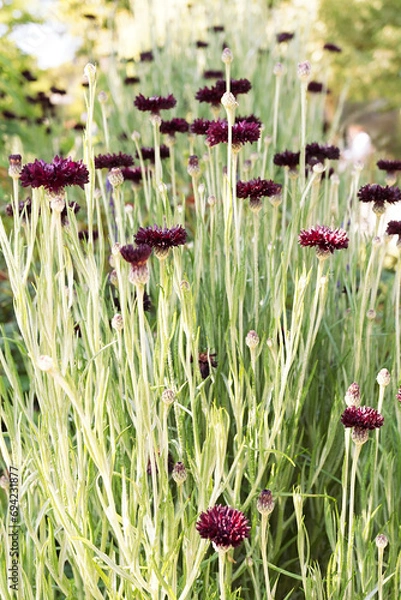 Obraz セントーレア（ブラックボール）