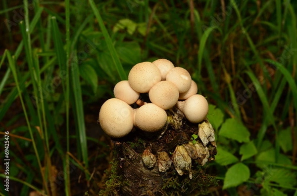 Obraz Грибной фуршет