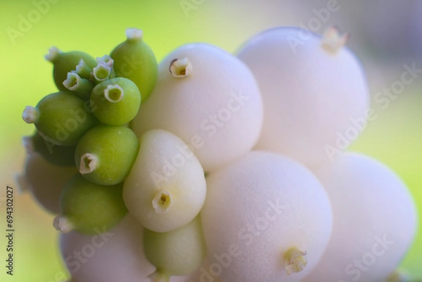 Fototapeta White and green berry's from a bush, close up photo made in the Netherlands