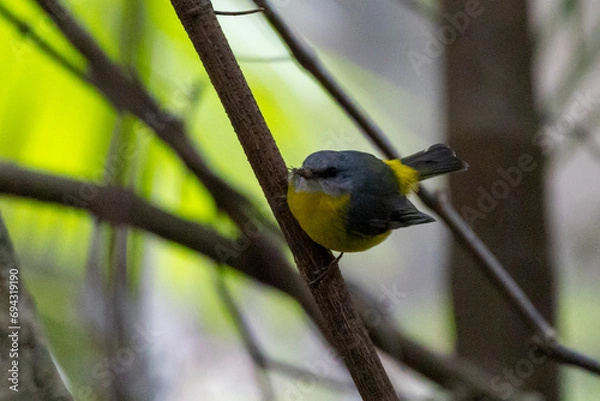 Obraz Eastern Yellow Robin, Queensland