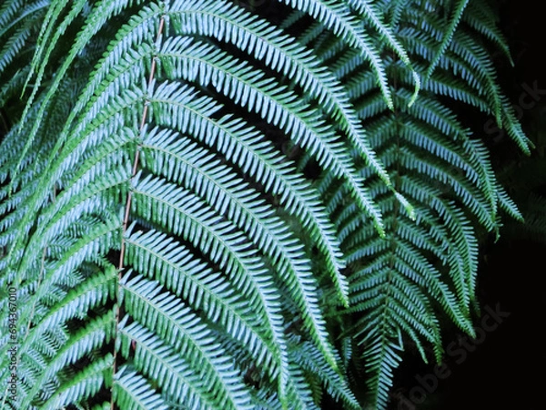 Obraz シダ植物の背景画像
