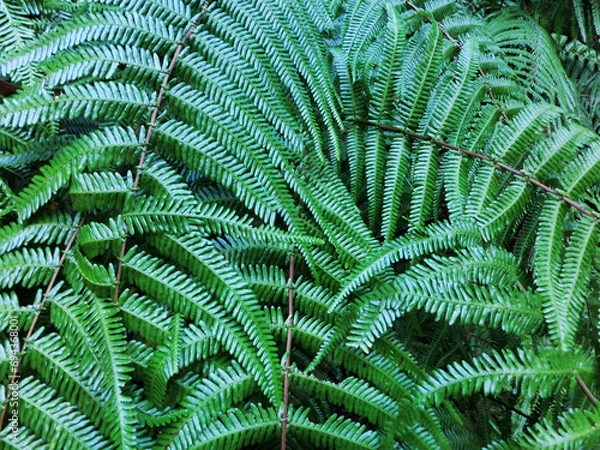 Obraz シダ植物の背景画像