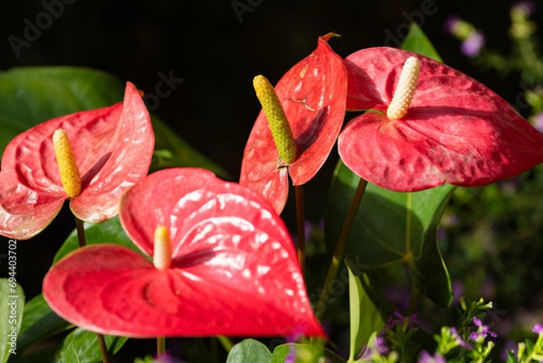 Fototapeta アンスリウム
