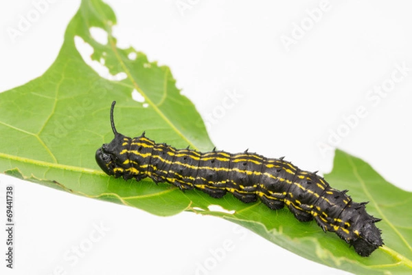 Fototapeta Striped oakworm larva on leaf