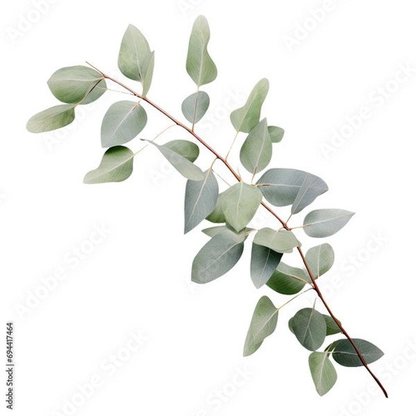 Fototapeta Eucalyptus Branch isolated on transparent background.