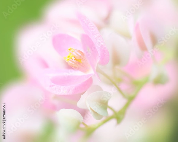 Obraz Sweet color flower in soft and blurred for background
