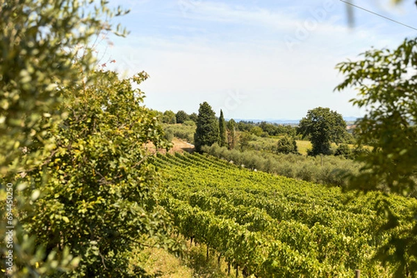 Obraz vineyard in region