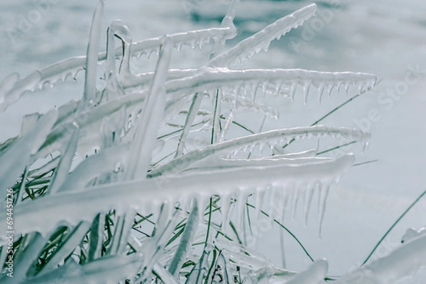 Obraz Beautiful frozen plants covered with icicles. Winter background. Close up of a plants covered in frozen rain in bright sunshine. Winter landscape after a freezing rain.