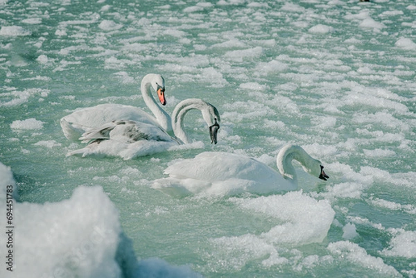 Obraz swans on the river in winter, swans on the river, nature series