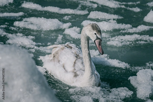 Obraz swans on the river in winter, swans on the river, nature series