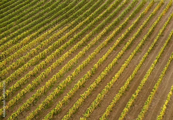 Fototapeta rows of vineyards