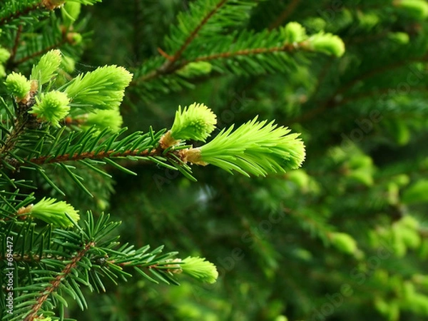 Obraz pączek jodły