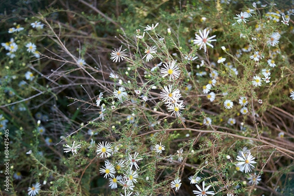 Obraz Symphyotrichum pilosum in bloom