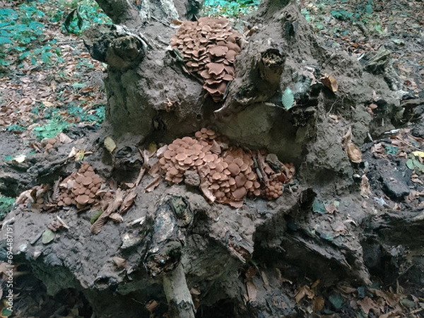 Obraz Fungal growths on the stump