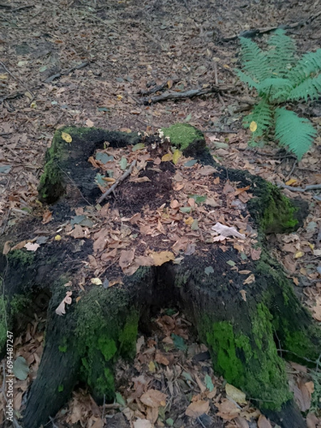 Obraz Ancient stump in the forest