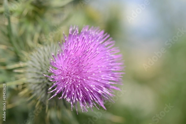 Fototapeta アザミ