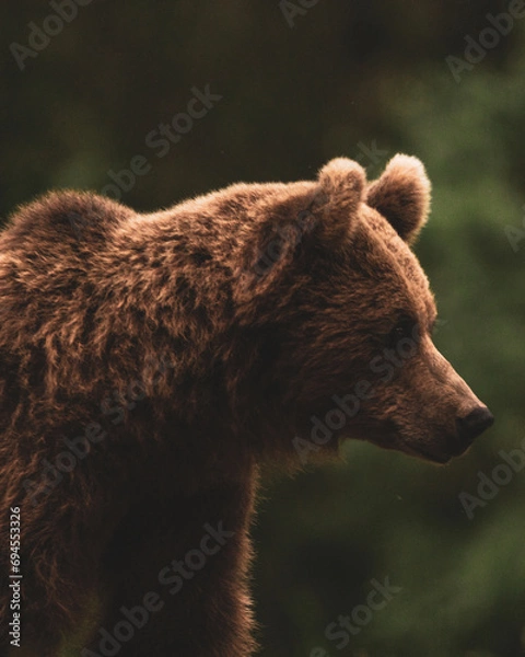 Obraz brown bear in the forest
