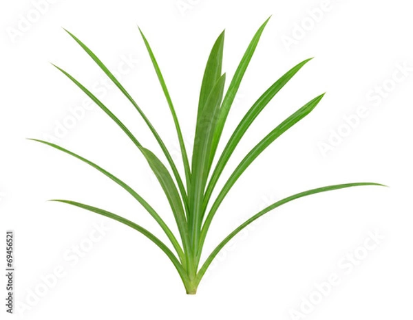 Fototapeta Pandanus Palm, Fragrant Pandan, Pandom wangi