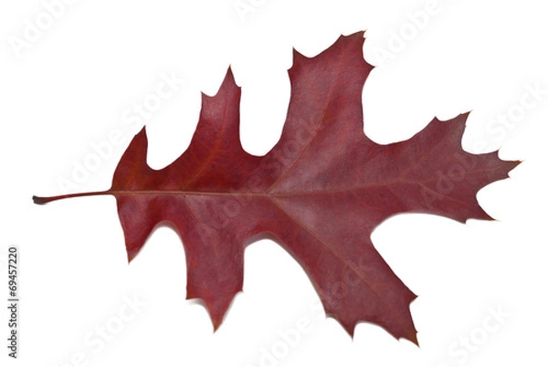 Obraz leaf