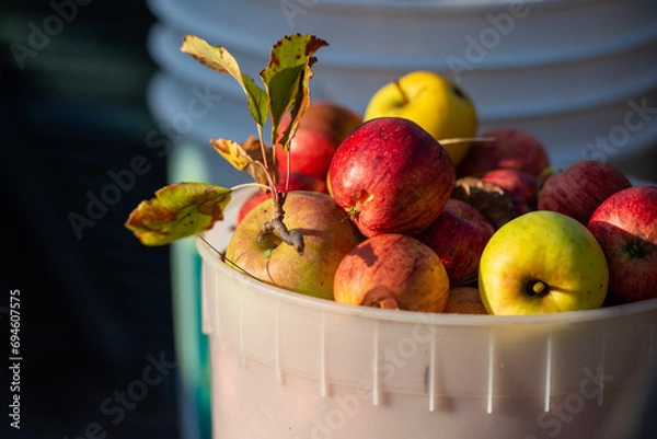 Obraz Fall Apples in a Bucket