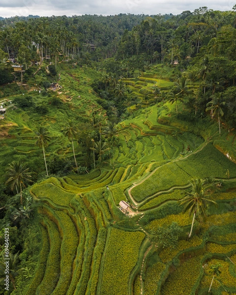Fototapeta Drone view of Tegallalang Rice Terrace near Ubud on the island of Bali.