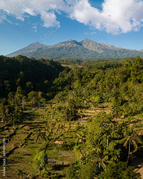 Fototapeta Panorama of the Rinjani Volcano in the northern part on the island of Lombok. Below are coconut palms and rice terraces. Indonesia