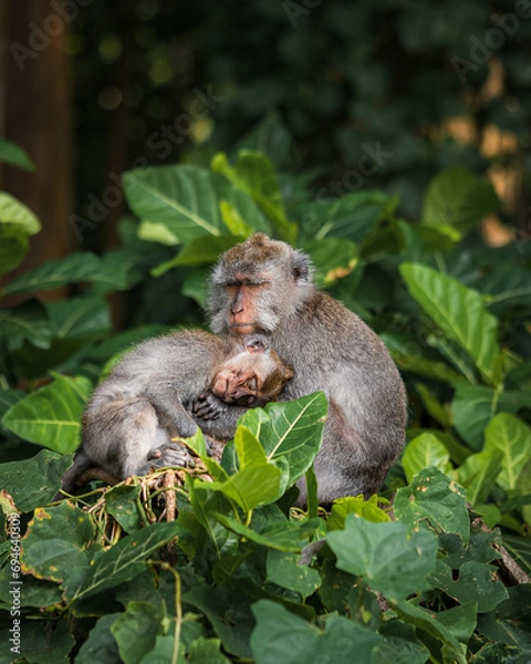 Fototapeta Two long-tailed macaques sleep on a green tree. They hug each other. Bali Indonesia